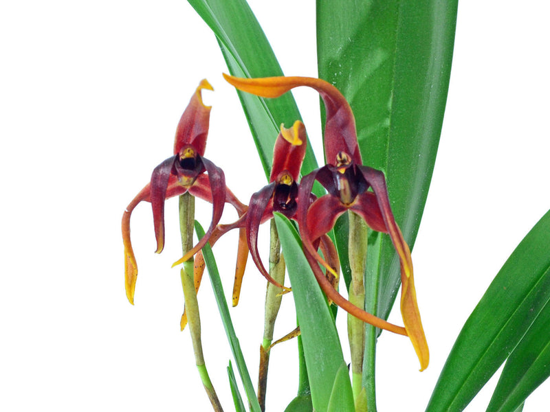 Maxillaria nigrescens
