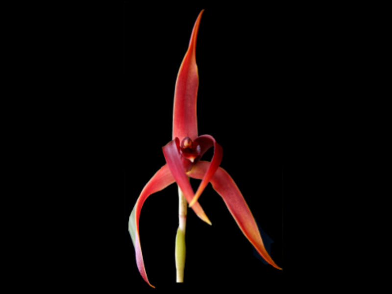 Maxillaria nigrescens