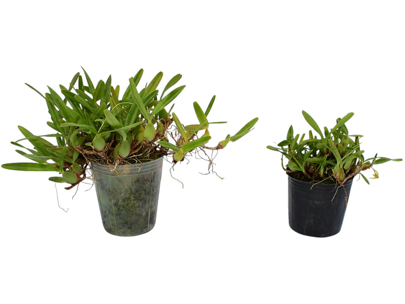 Maxillaria notylioglossa (Big)