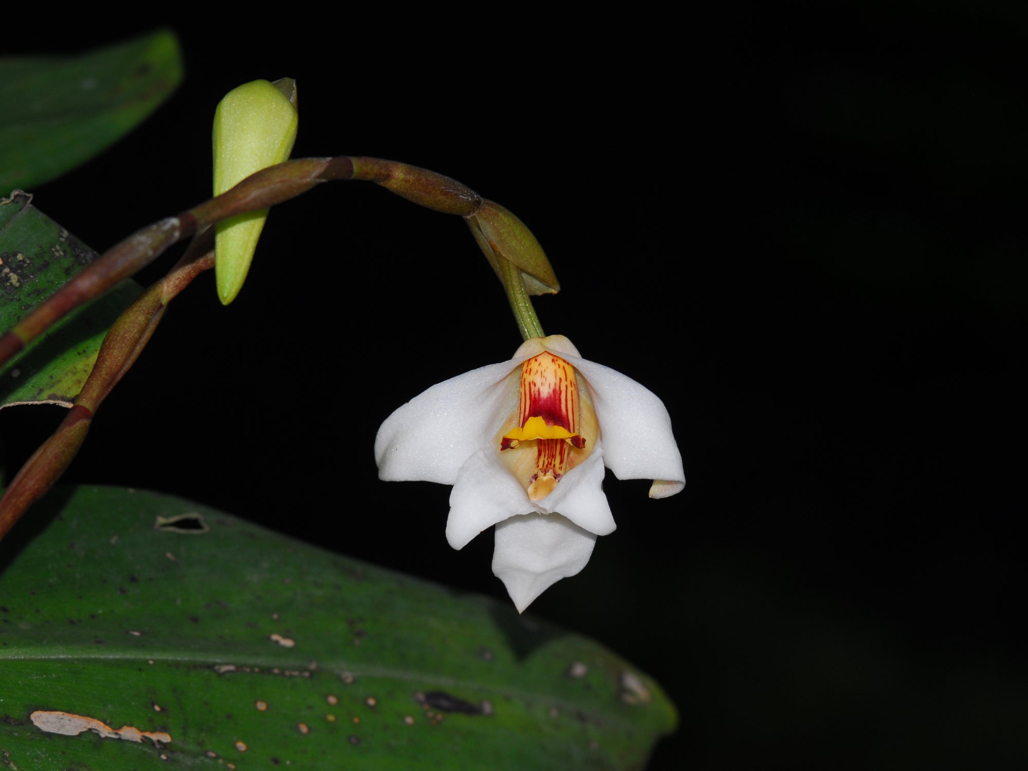 Maxillaria nutans