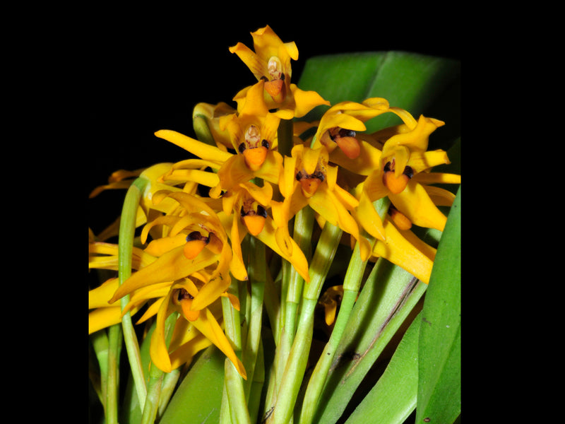Maxillaria ochroleuca