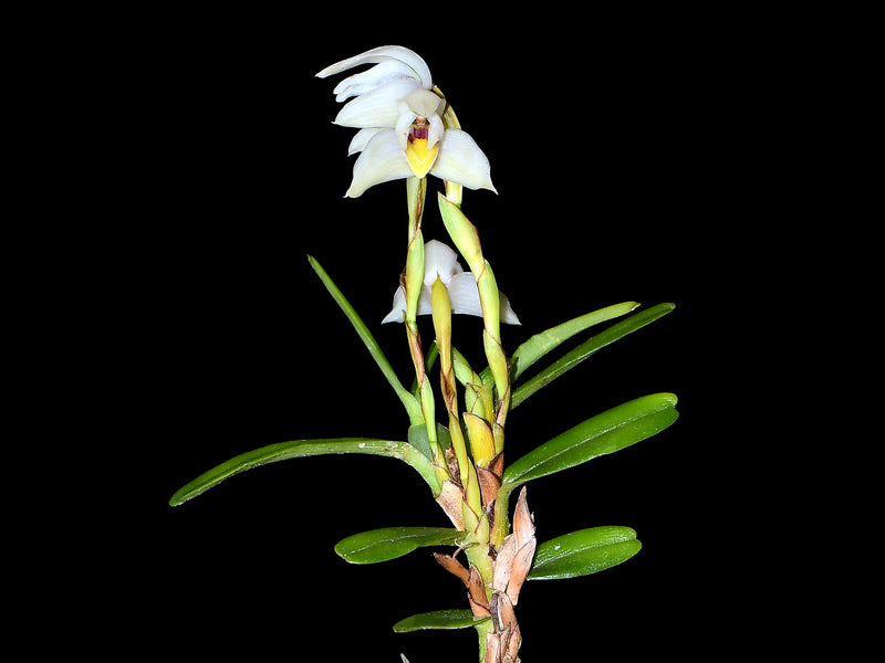 Maxillaria pastorellii