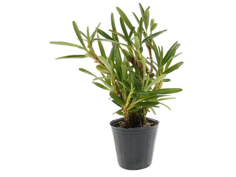 Maxillaria pastorellii