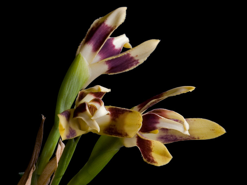 Maxillaria perryae