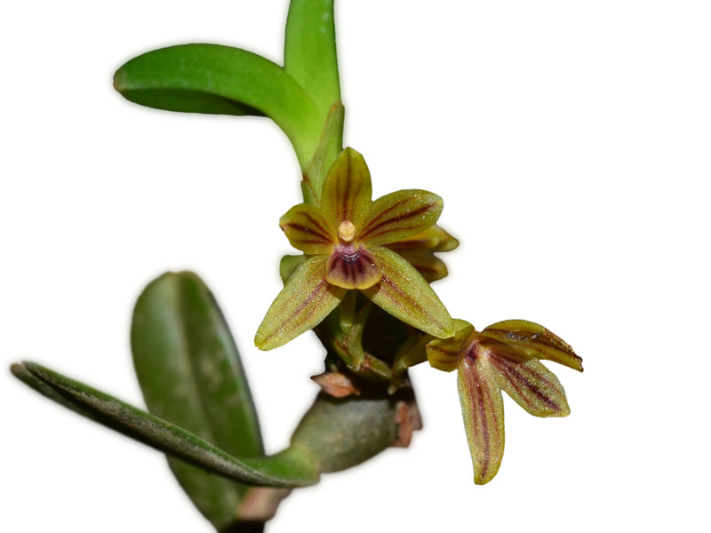 Maxillaria pinasensis