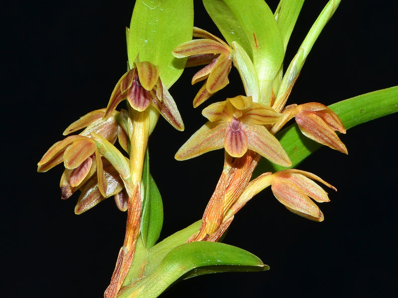 Maxillaria pinasensis