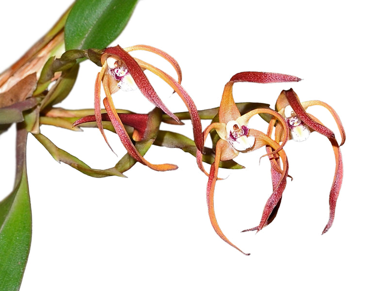 Maxillaria platyloba