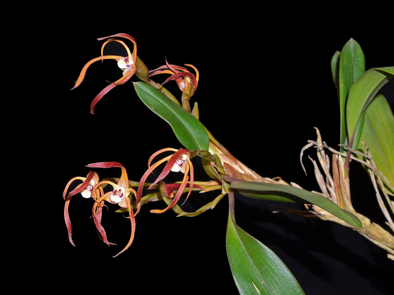 Maxillaria platyloba