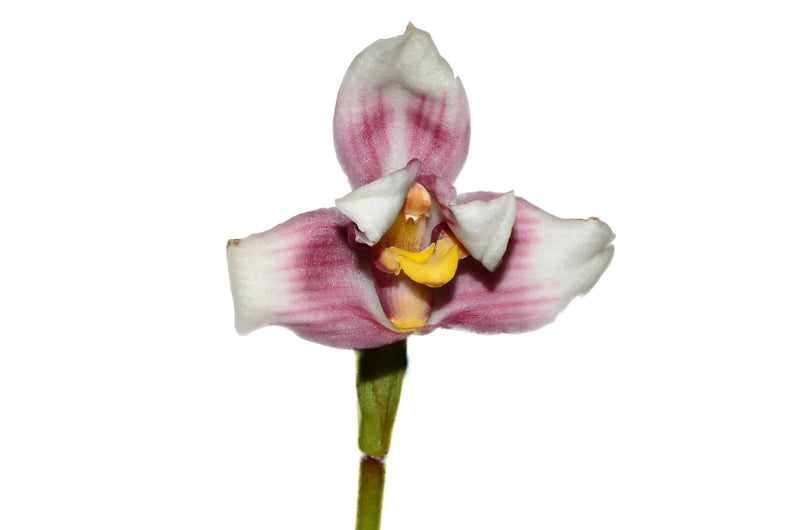 Maxillaria plicata