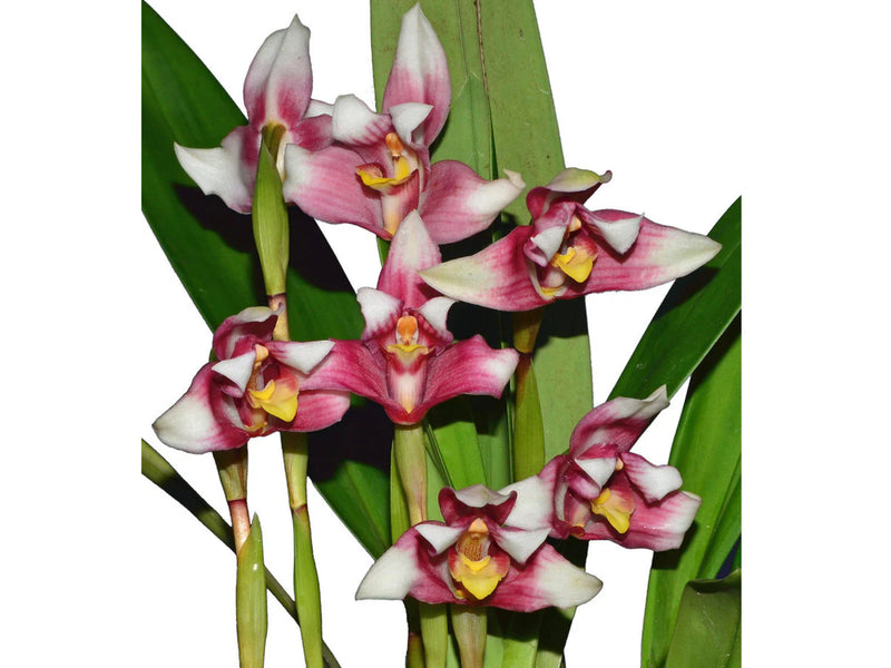 Maxillaria plicata