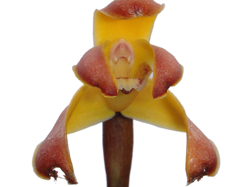 Maxillaria porrecta