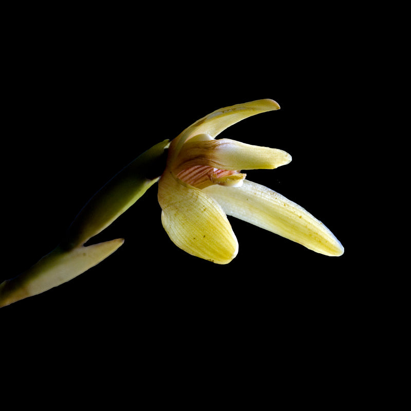 Maxillaria porrecta alba