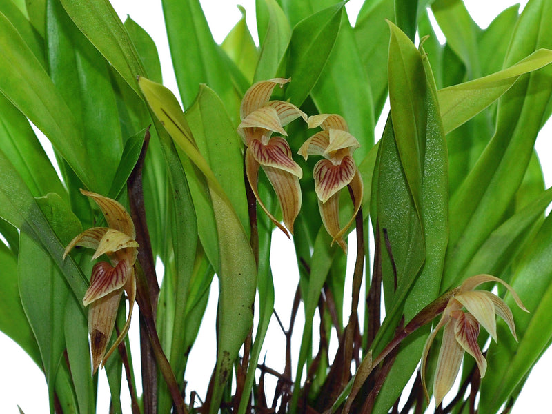 Maxillaria pulla