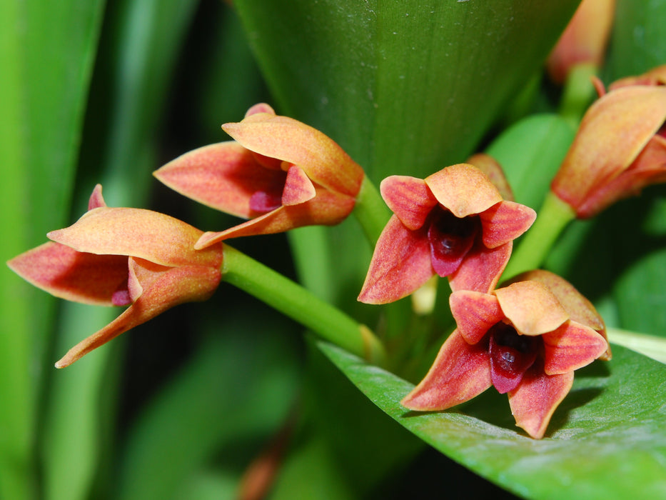 Maxillaria purpureolabia