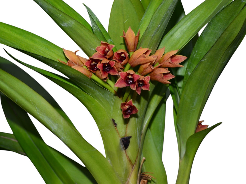 Maxillaria purpureolabia