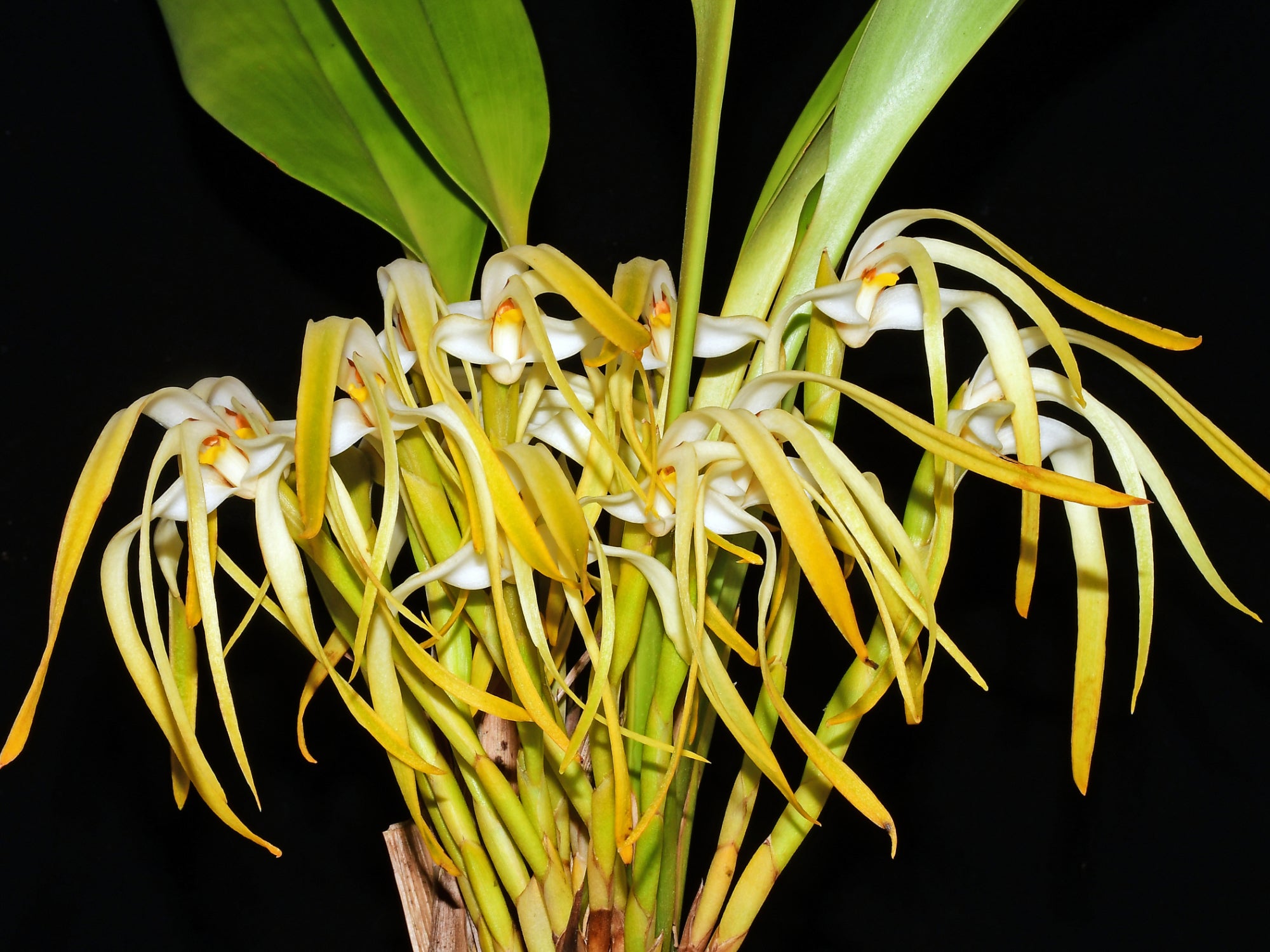 Maxillaria rodrigueziana