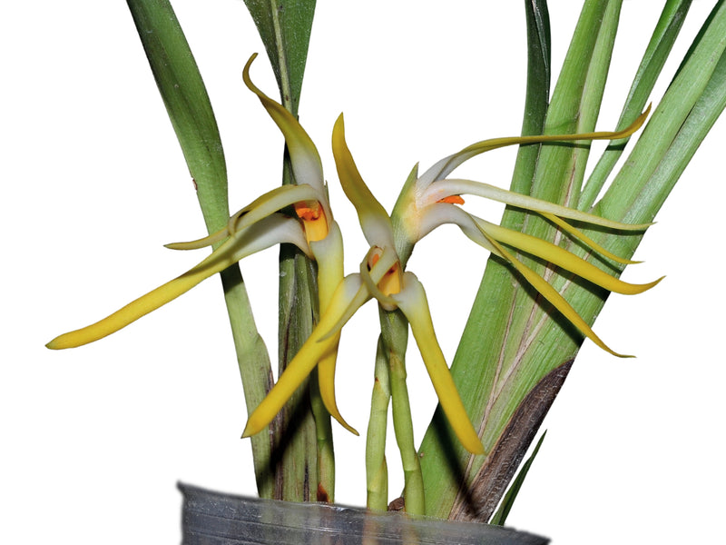 Maxillaria rubioi