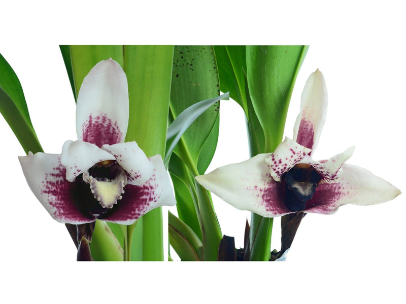 Maxillaria sanderiana x Max. sanderiana black lip