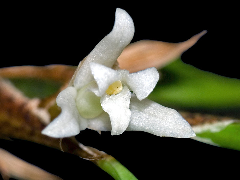 Maxillaria saragurensis