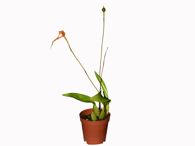 Maxillaria schweinfurthiana