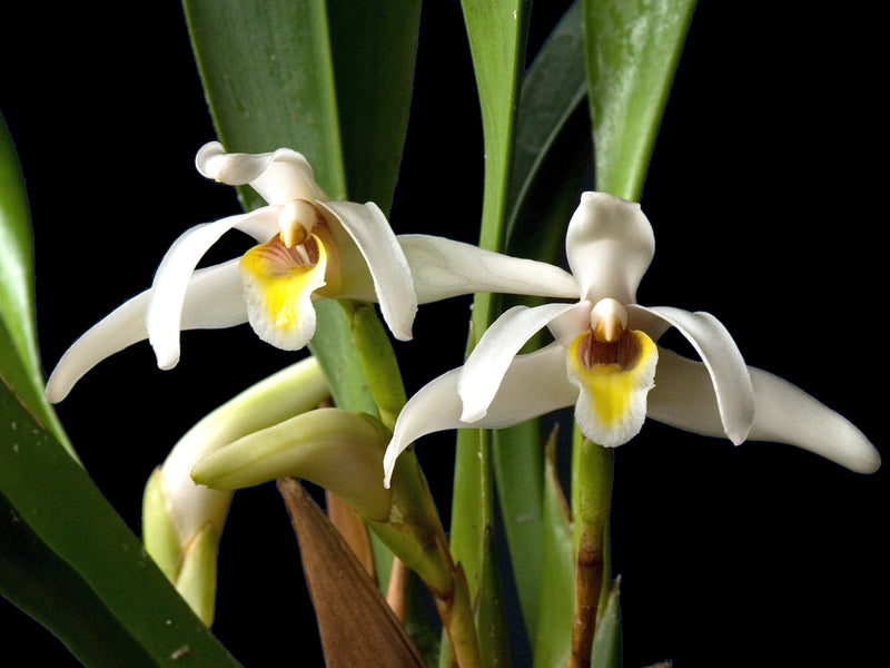 Maxillaria setigera