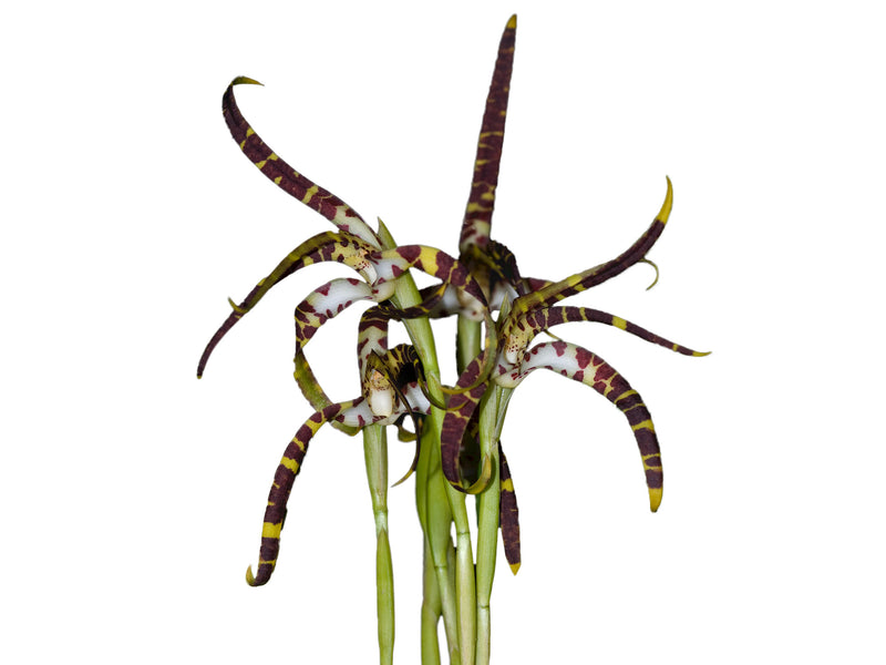 Maxillaria speciosa var tigrina