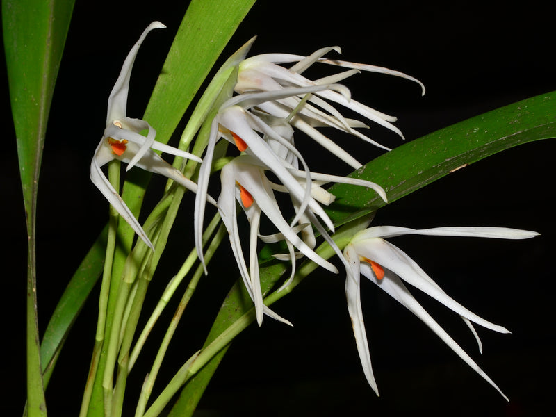 Maxillaria splendens