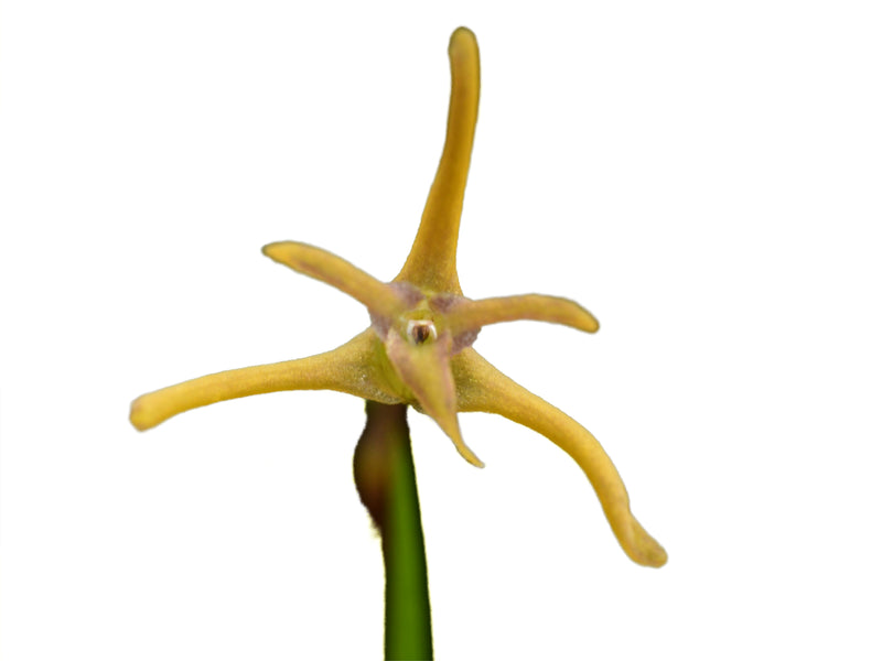 Maxillaria standleyi