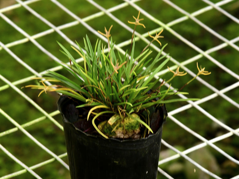 Maxillaria standleyi