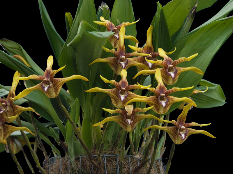 Maxillaria striata