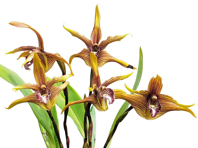 Maxillaria striata