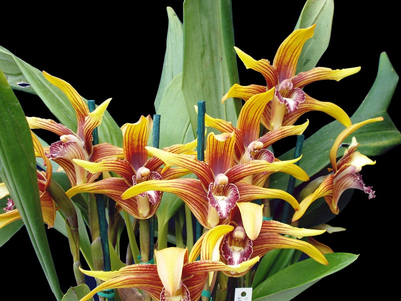 Maxillaria striata