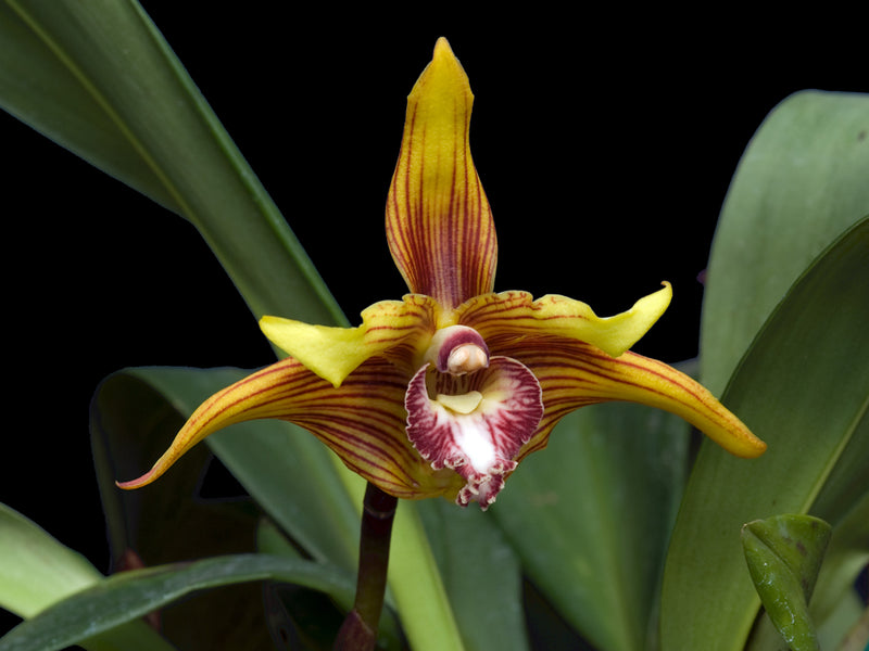 Maxillaria striata 'Golden'