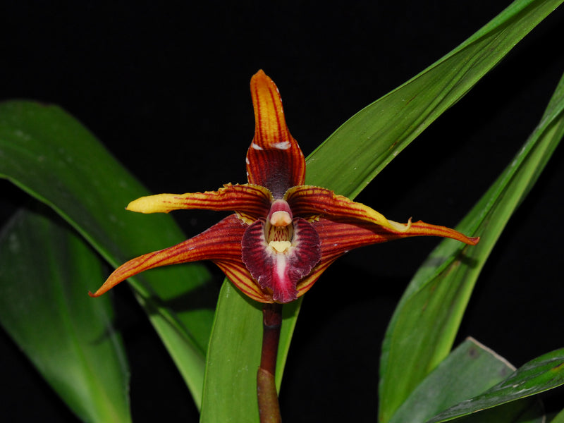 Maxillaria striata f. red 'Gigi'