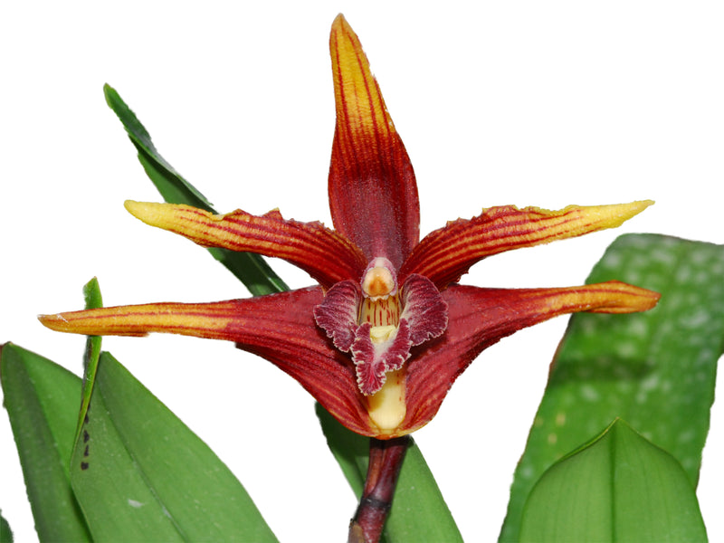 Maxillaria striata f. red 'Gigi'