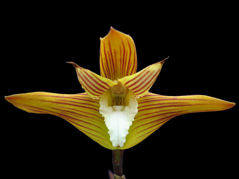 Maxillaria striata white lip