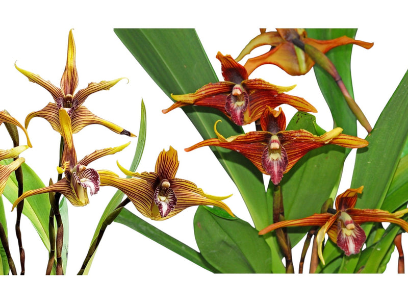 Maxillaria striata x Maxillaria striata red