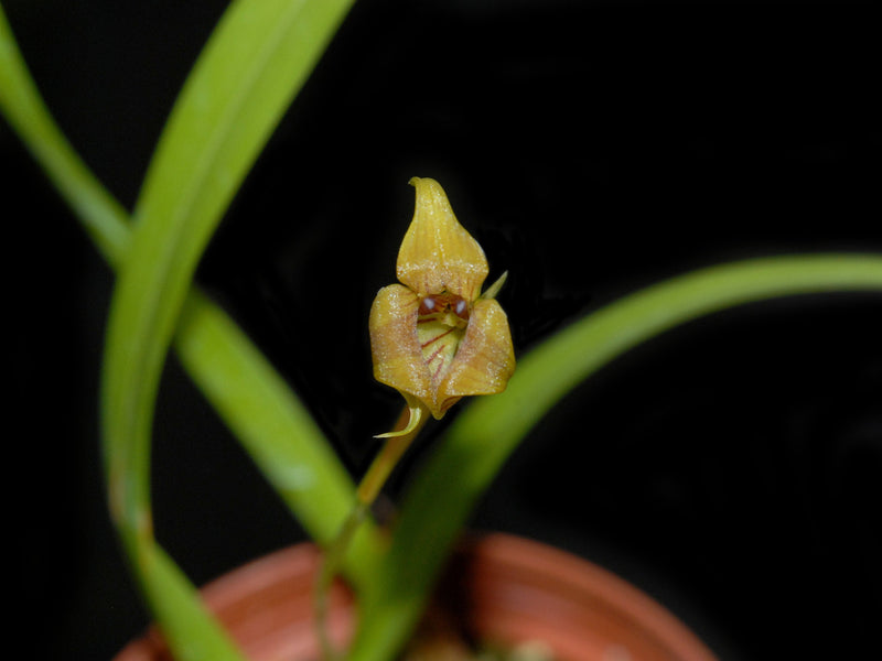 Maxillaria subrepens