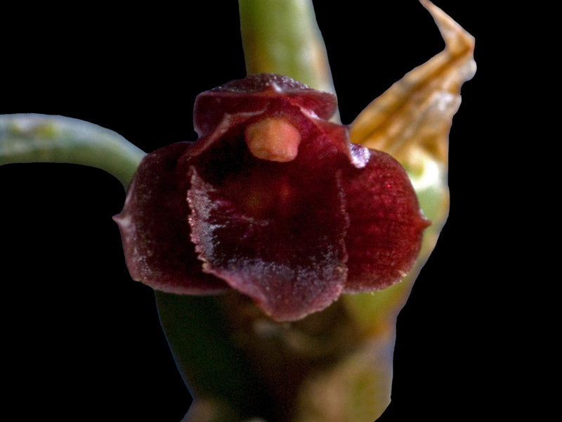Maxillaria subulifolia