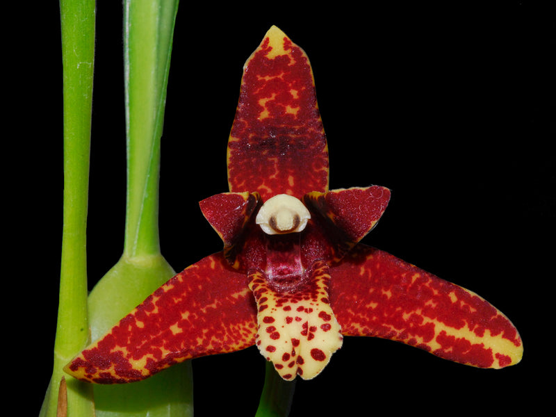 Maxillaria tenuifolia