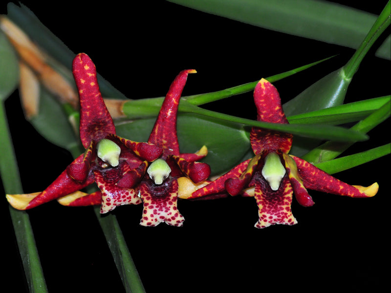 Maxillaria tenuifolia