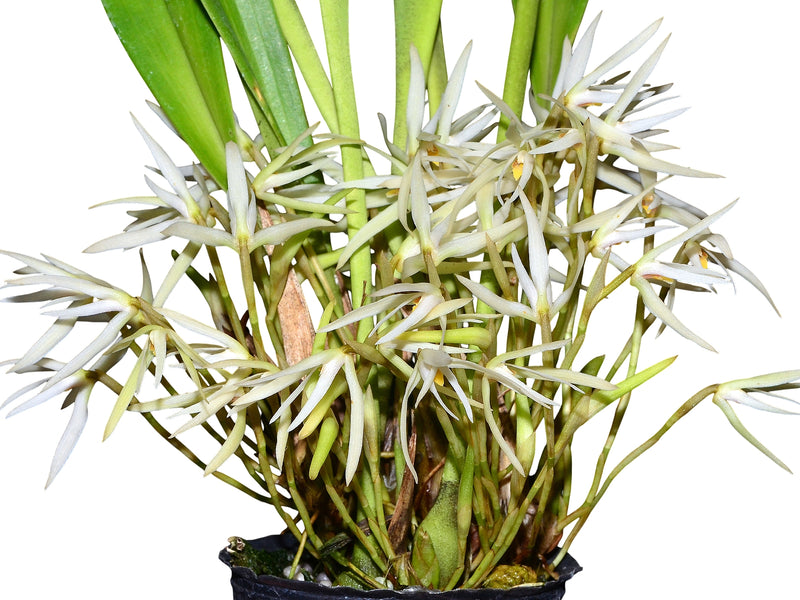 Maxillaria tenuis