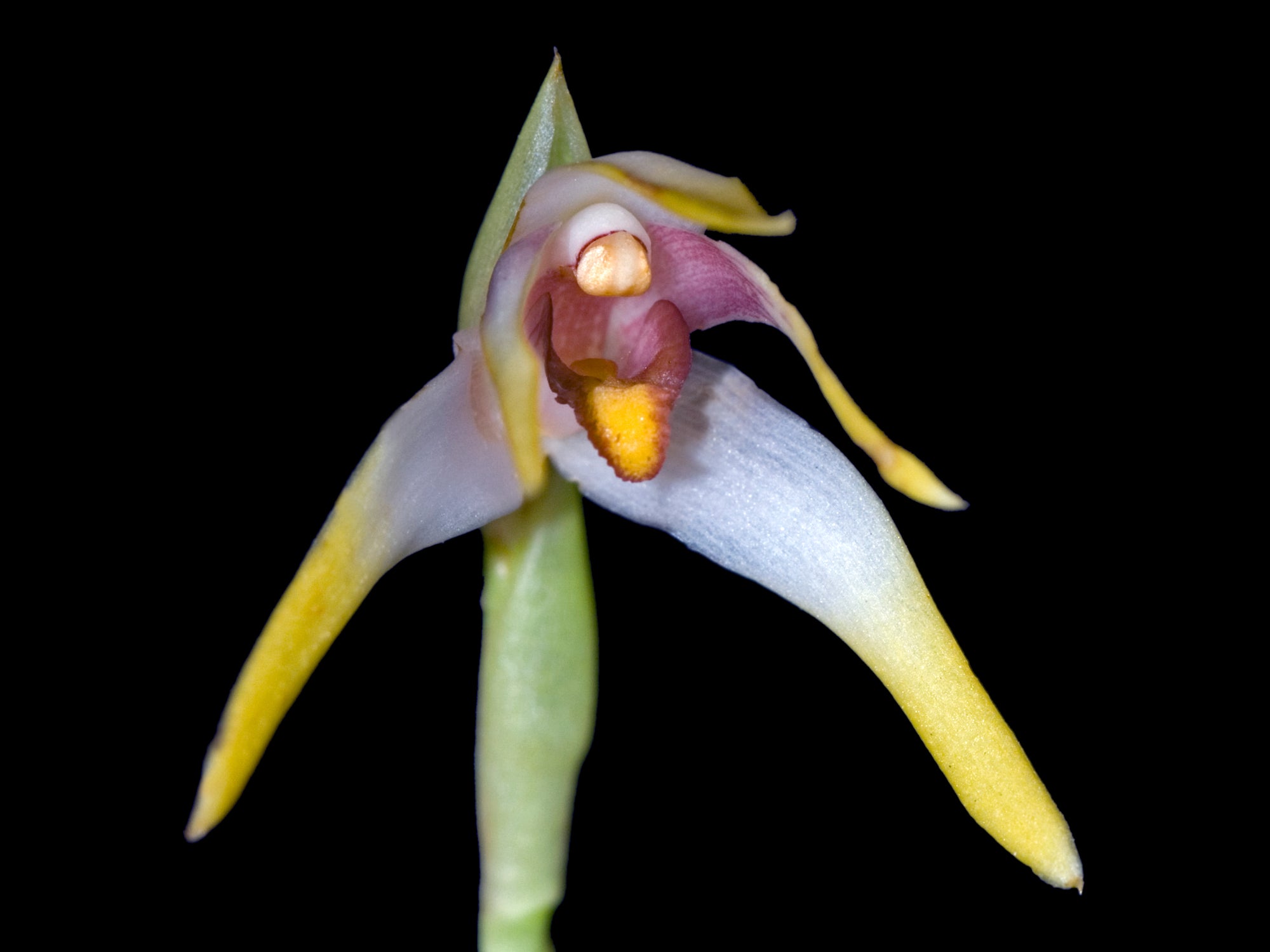 Maxillaria thurstoniorum