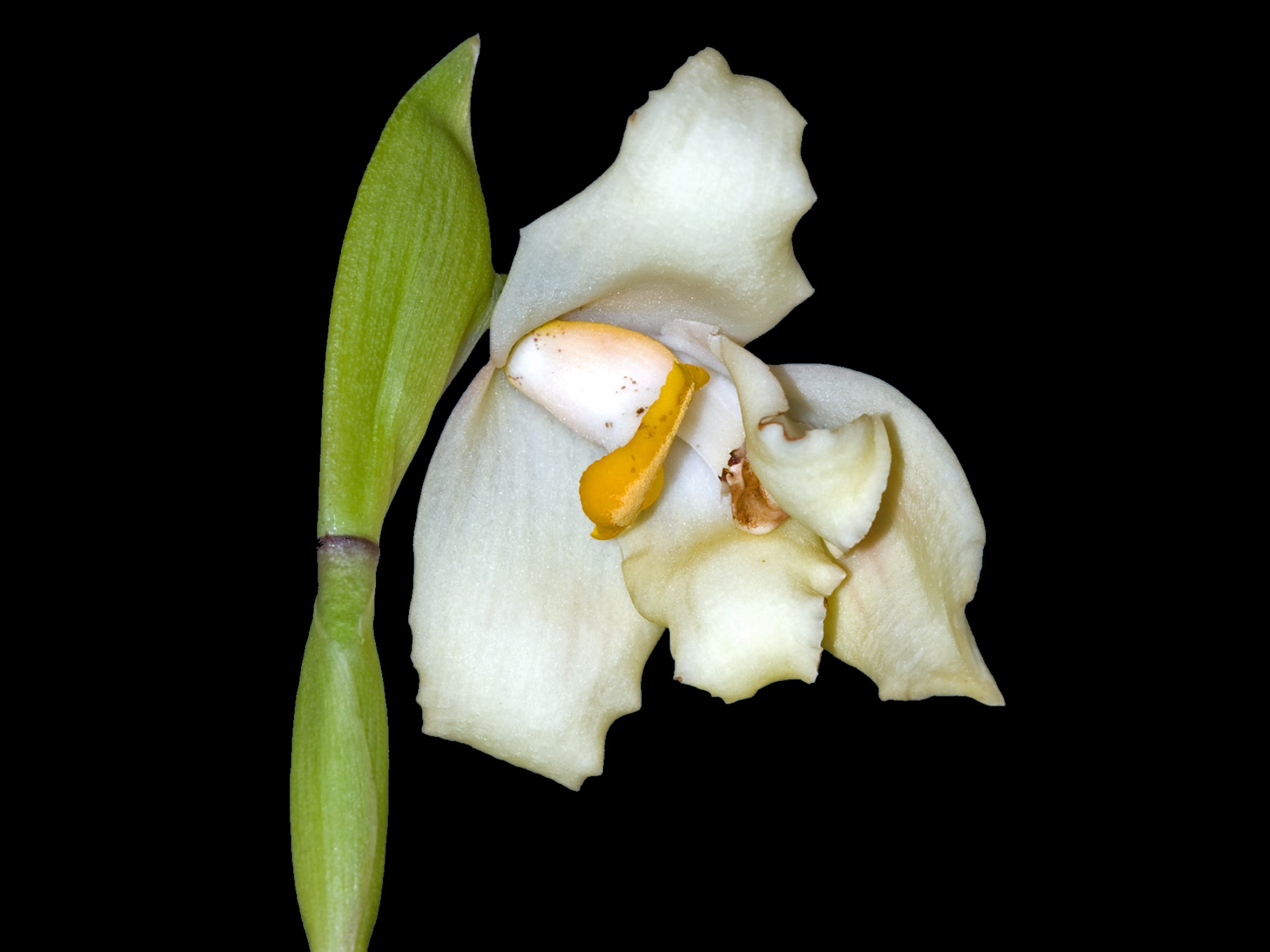 Maxillaria turkeliae f. alba