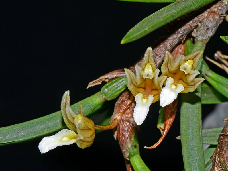 Maxillaria uncata