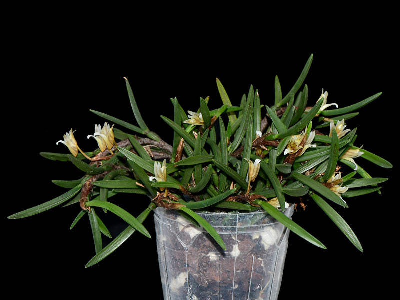 Maxillaria uncata