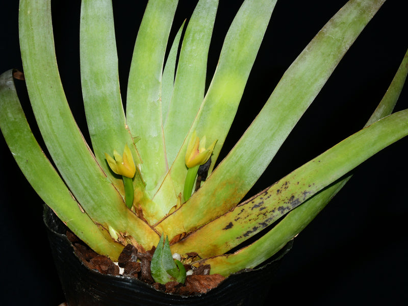 Maxillaria valenzuelana