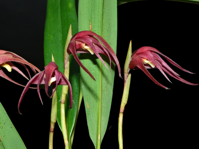 Maxillaria venusta
