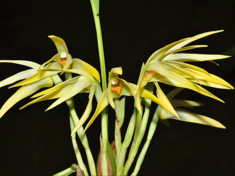 Maxillaria weberbaueri