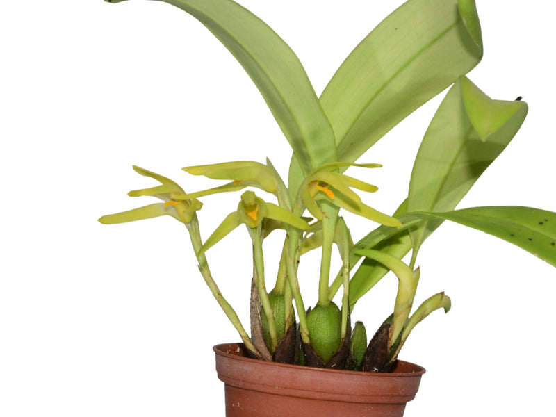 Maxillaria weberbaueri